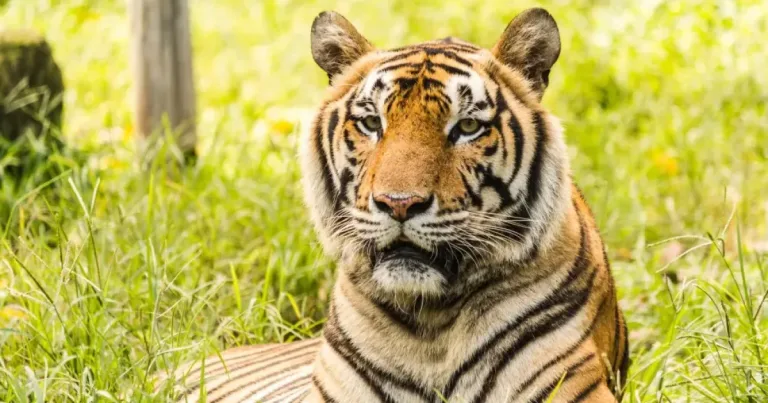 Курорттағы қорық қызметкерін жабайы жолбарыс талап тастады